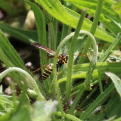 Polistes (Polistes) chinensis at Symonston, ACT - 30 Oct 2022