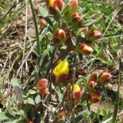 Hibbertia obtusifolia (Grey Guinea-flower) at Weetangera, ACT - 29 Oct 2022 by sangio7