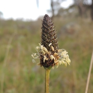 Plantago lanceolata at Michelago, NSW - 11 Oct 2022