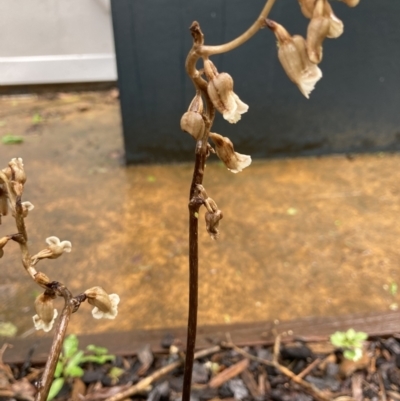 Gastrodia sesamoides (Cinnamon Bells) at Dickson, ACT - 31 Oct 2022 by icrawford@iinet.net.au