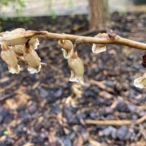 Gastrodia sesamoides at Dickson, ACT - 1 Nov 2022