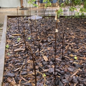 Gastrodia sesamoides at Dickson, ACT - 1 Nov 2022