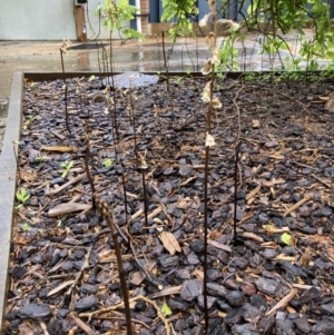 Gastrodia sesamoides at Dickson, ACT - 1 Nov 2022