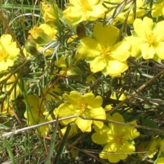 Hibbertia calycina (Lesser Guinea-flower) at The Pinnacle - 29 Oct 2022 by sangio7