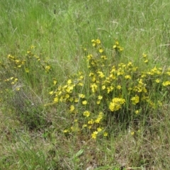 Hibbertia calycina at Weetangera, ACT - 29 Oct 2022