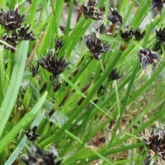 Schoenus apogon (Common Bog Sedge) at Weetangera, ACT - 29 Oct 2022 by sangio7