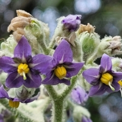 Solanum mauritianum (Wild Tobacco Tree) at Valla, NSW - 1 Nov 2022 by trevorpreston