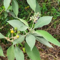 Solanum mauritianum at Valla, NSW - 1 Nov 2022