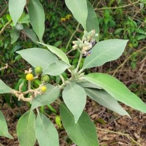 Solanum mauritianum at Valla, NSW - 1 Nov 2022 11:53 AM