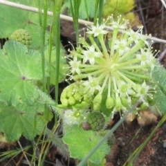 Hydrocotyle laxiflora (Stinking Pennywort) at Weetangera, ACT - 29 Oct 2022 by sangio7