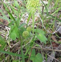 Hydrocotyle laxiflora at Weetangera, ACT - 29 Oct 2022 02:43 PM