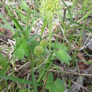 Hydrocotyle laxiflora at Weetangera, ACT - 29 Oct 2022