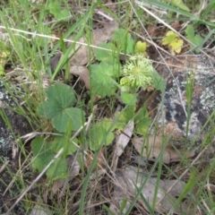 Hydrocotyle laxiflora at Weetangera, ACT - 29 Oct 2022