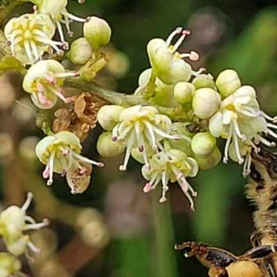 Unidentified Other Shrub at Valla Beach, NSW - 1 Nov 2022 by trevorpreston