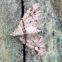 Phrissogonus laticostata (Apple looper moth) at Valla Beach, NSW - 1 Nov 2022 by trevorpreston