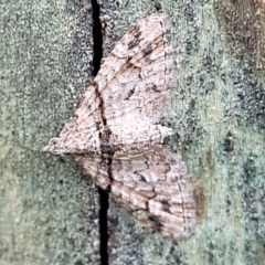 Unidentified Moth (Lepidoptera) at Valla Beach, NSW - 1 Nov 2022 by trevorpreston