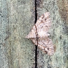 Phrissogonus laticostata at Valla Beach, NSW - 1 Nov 2022 11:45 AM