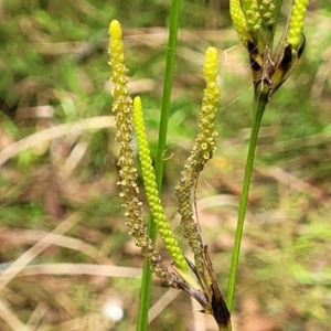 Gymnostachys anceps at Valla Beach, NSW - 1 Nov 2022