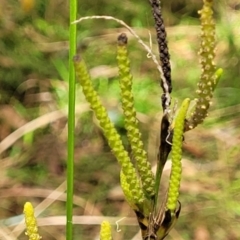 Gymnostachys anceps at Valla Beach, NSW - 1 Nov 2022