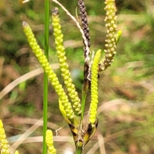 Gymnostachys anceps at Valla Beach, NSW - 1 Nov 2022