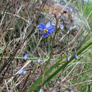 Dianella revoluta at Weetangera, ACT - 29 Oct 2022 02:44 PM