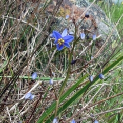 Dianella revoluta (Black-Anther Flax Lily) at Weetangera, ACT - 29 Oct 2022 by sangio7