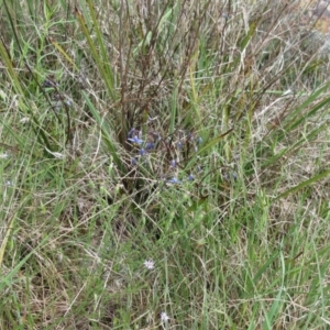 Dianella revoluta at Weetangera, ACT - 29 Oct 2022 02:44 PM