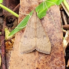 Uresiphita ornithopteralis (Tree Lucerne Moth) at Valla Beach, NSW - 1 Nov 2022 by trevorpreston