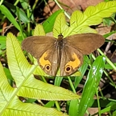 Hypocysta metirius at Valla Beach, NSW - 1 Nov 2022