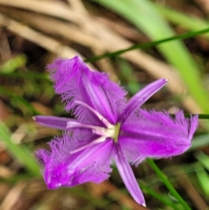 Thysanotus tuberosus subsp. tuberosus at Valla Beach, NSW - 1 Nov 2022 11:37 AM