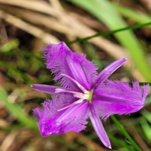 Thysanotus tuberosus subsp. tuberosus at Valla Beach, NSW - 1 Nov 2022 11:37 AM