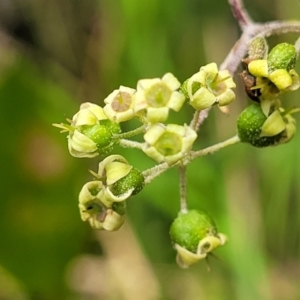 Astrotricha latifolia at Valla Beach, NSW - 1 Nov 2022