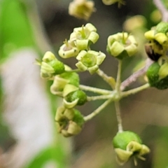 Astrotricha latifolia at Valla Beach, NSW - 1 Nov 2022