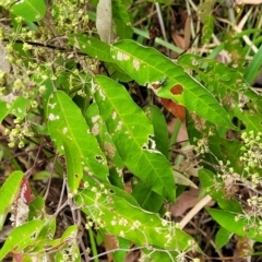 Astrotricha latifolia at Valla Beach, NSW - 1 Nov 2022 11:35 AM