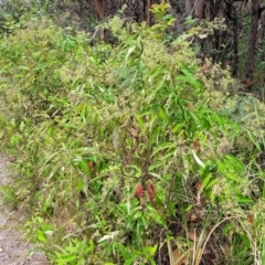 Astrotricha latifolia at Valla Beach, NSW - 1 Nov 2022 11:35 AM