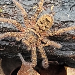 Unidentified Huntsman spider (Sparassidae) (TBC) at - 1 Nov 2022 by trevorpreston