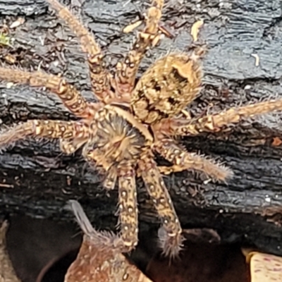 Unidentified Spider (Araneae) at Valla Beach, NSW - 1 Nov 2022 by trevorpreston