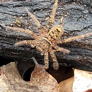 Heteropoda sp. (genus) at Valla Beach, NSW - 1 Nov 2022 11:27 AM