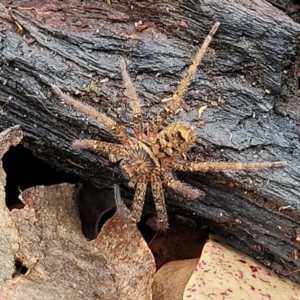 Heteropoda sp. (genus) at Valla Beach, NSW - 1 Nov 2022 11:27 AM