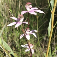 Caladenia moschata (Musky Caps) at Wamboin, NSW - 17 Oct 2021 by Devesons