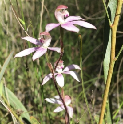Caladenia moschata (Musky Caps) at Wamboin, NSW - 17 Oct 2021 by Devesons