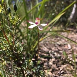 Caladenia moschata at Wamboin, NSW - suppressed