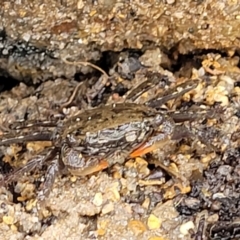 Unidentified Crab at Nambucca Heads, NSW - 31 Oct 2022 by trevorpreston