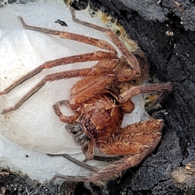 Heteropoda jugulans (Brown Huntsman Spider) at Valla Beach, NSW - 1 Nov 2022 by trevorpreston