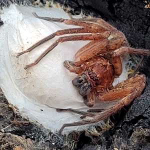 Heteropoda jugulans at Valla Beach, NSW - 1 Nov 2022 11:27 AM