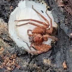 Heteropoda jugulans at Valla Beach, NSW - 1 Nov 2022 11:27 AM