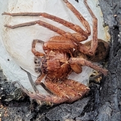 Heteropoda jugulans at Valla Beach, NSW - 1 Nov 2022 11:27 AM