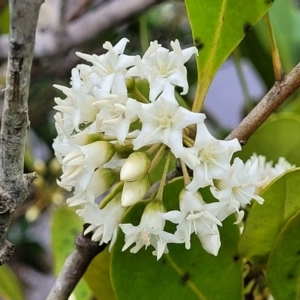 Aegiceras corniculatum at Nambucca Heads, NSW - 1 Nov 2022 10:48 AM