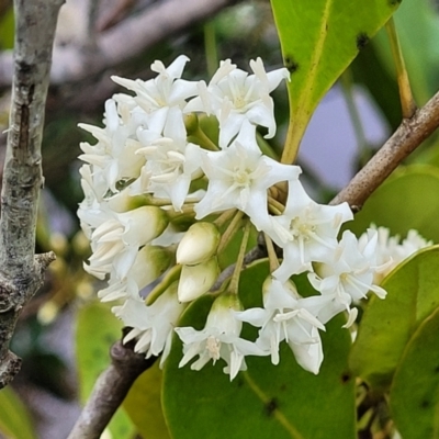 Aegiceras corniculatum (River Mangrove) at Nambucca Heads, NSW - 1 Nov 2022 by trevorpreston