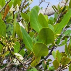 Aegiceras corniculatum at Nambucca Heads, NSW - 1 Nov 2022 10:48 AM